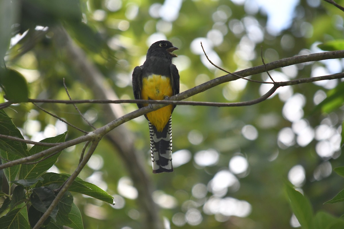 Gartered Trogon - ML643330926