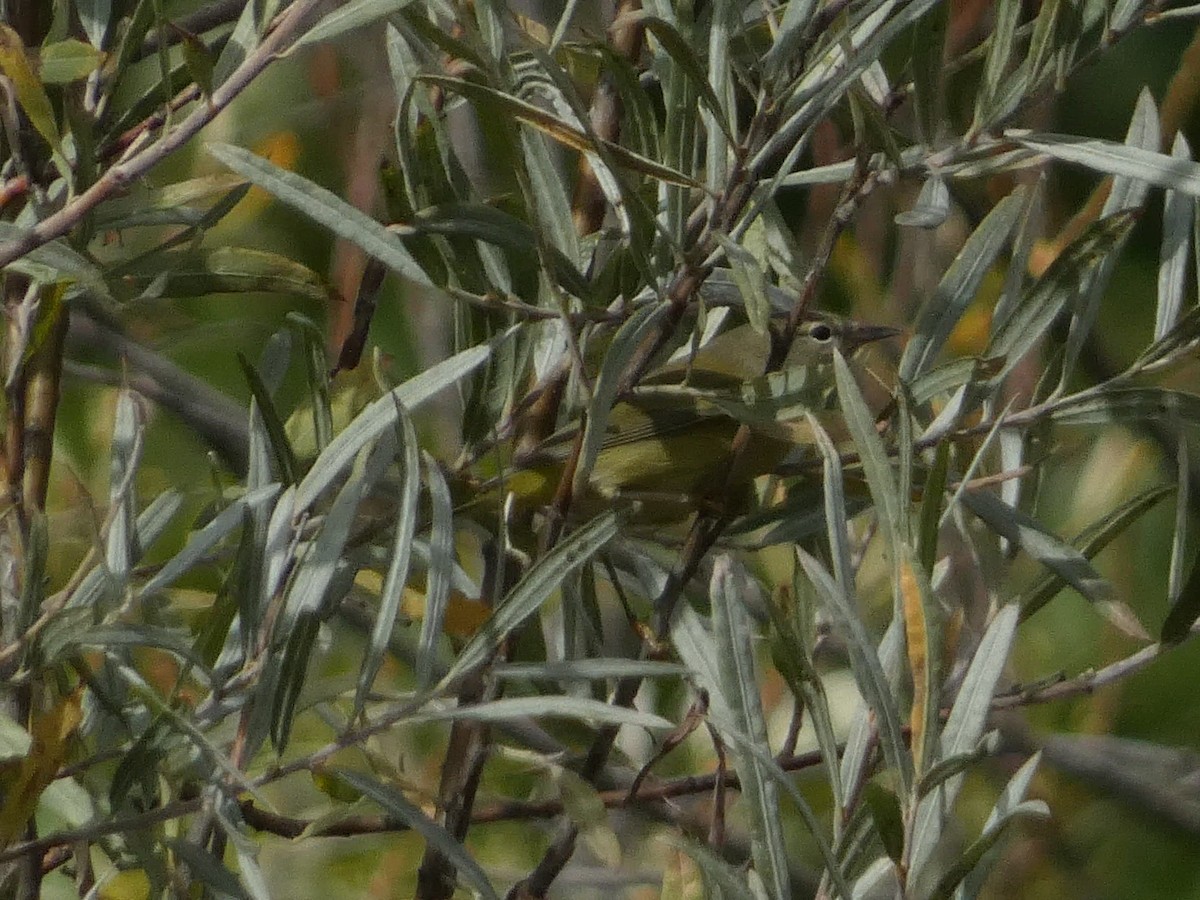 Orange-crowned Warbler - ML643330927