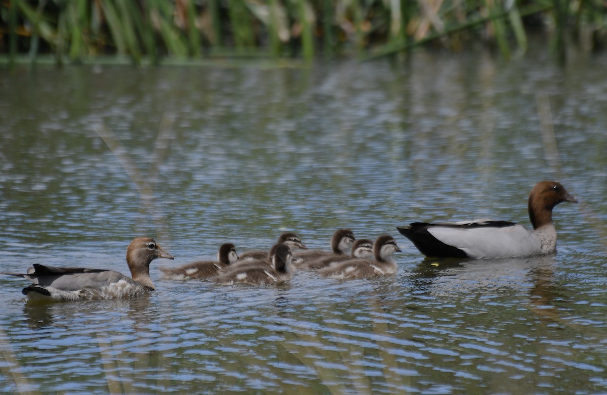 Maned Duck - ML643330942