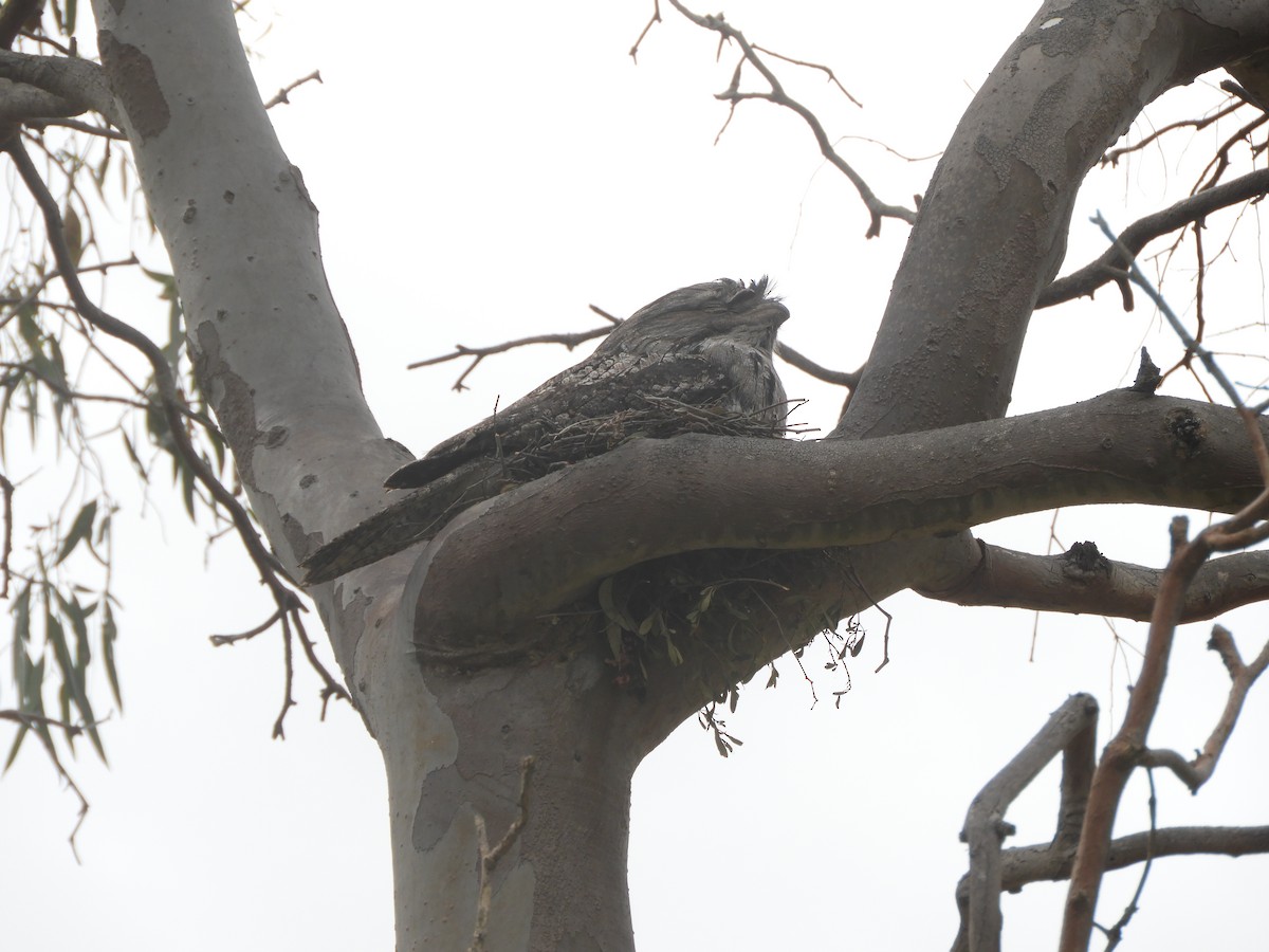 Tawny Frogmouth - ML643330944