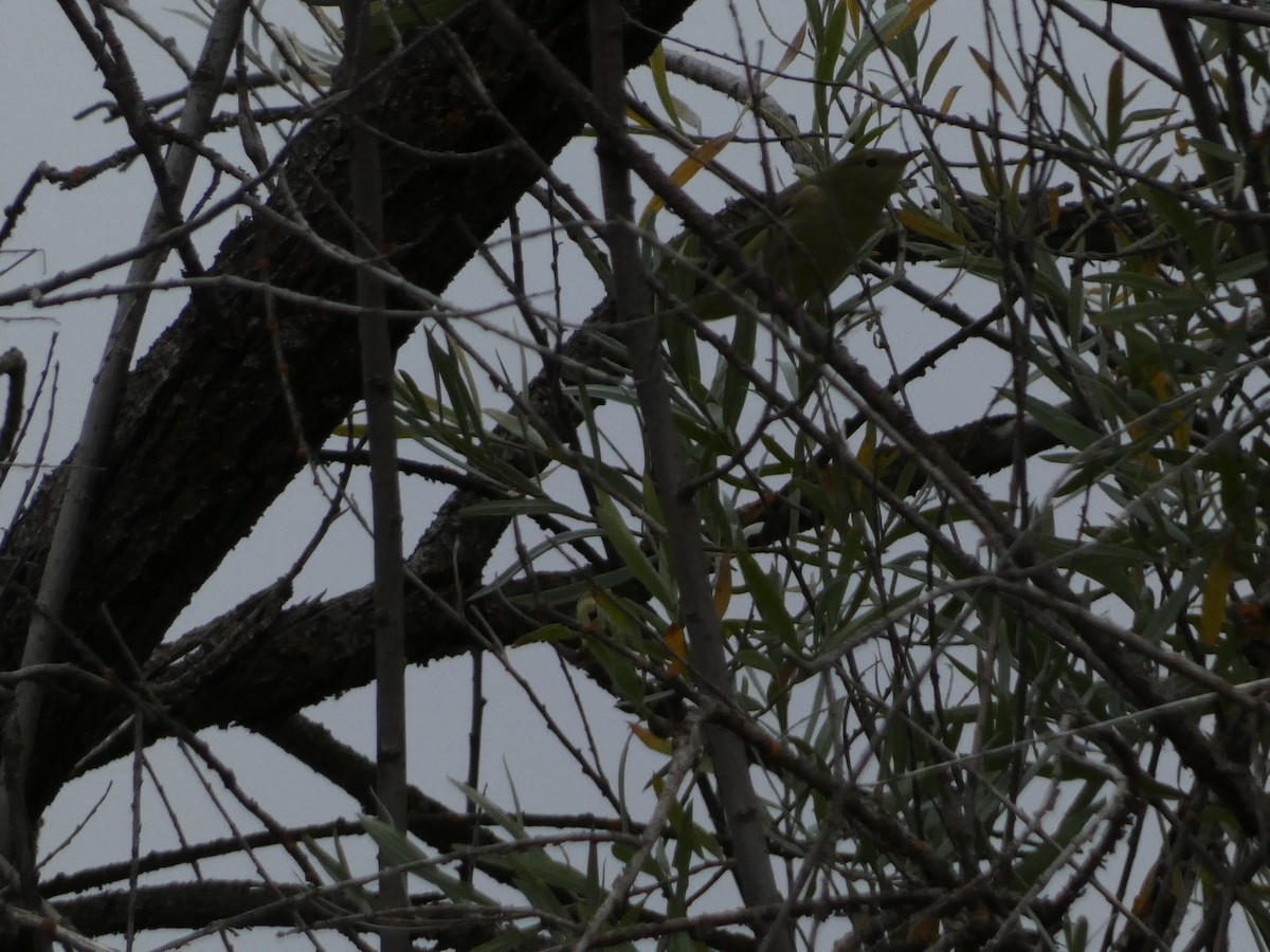 Yellow Warbler - ML643330948