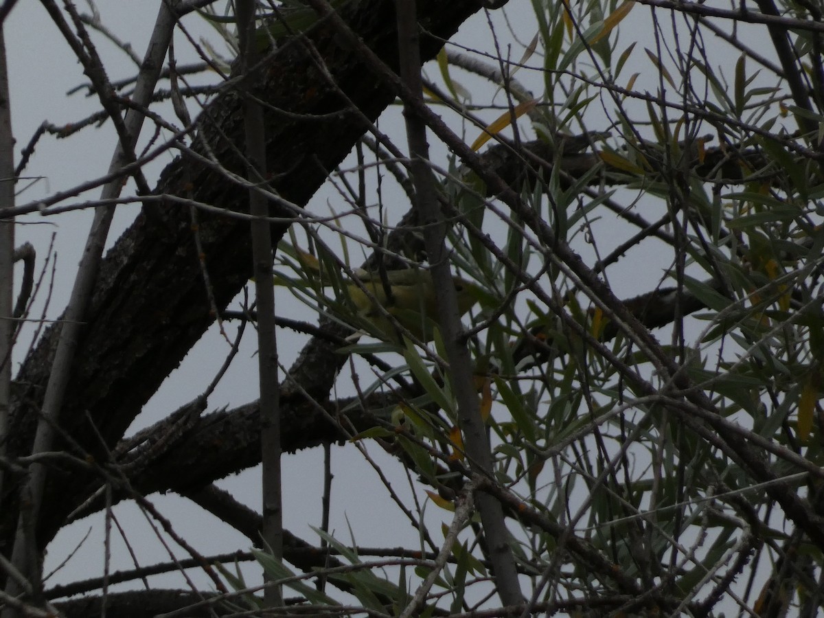 Yellow Warbler - ML643330949
