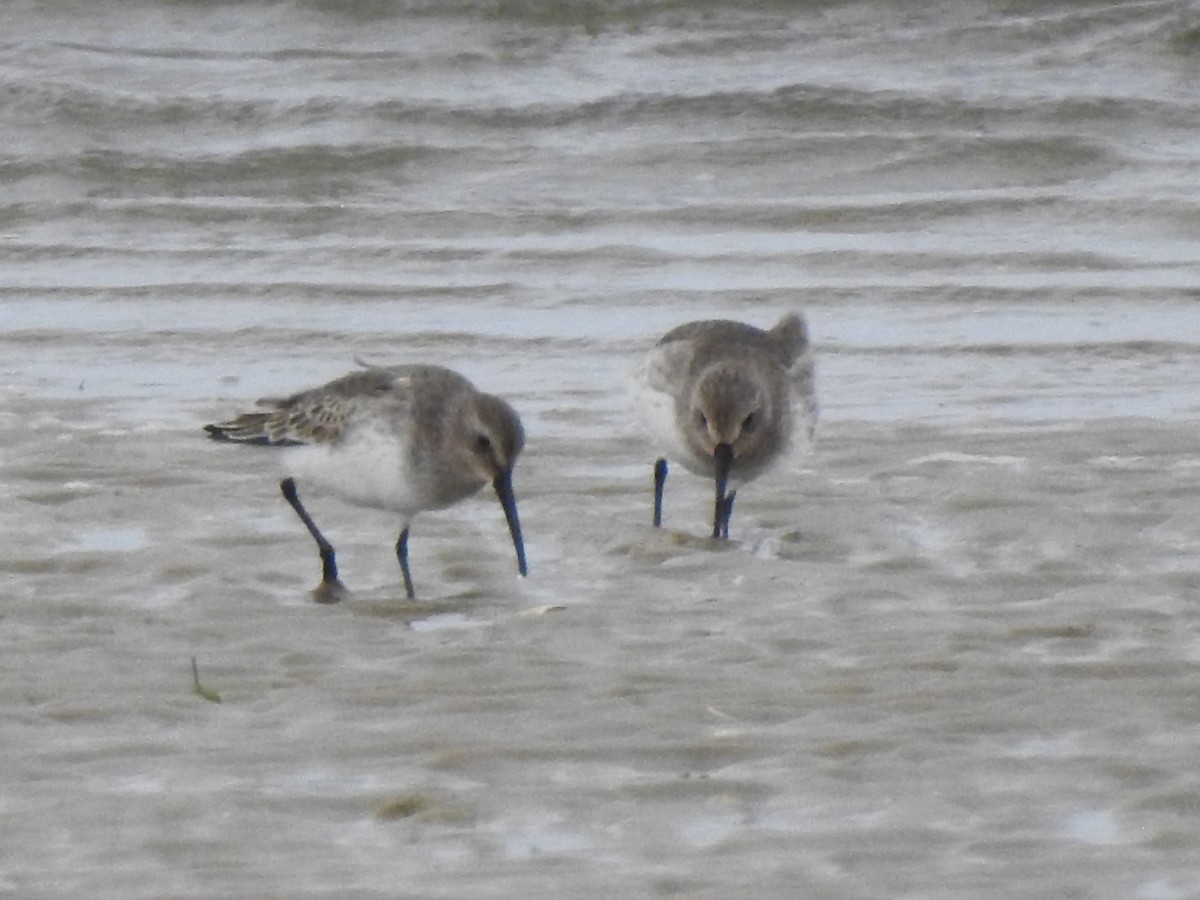 Dunlin - ML643330950