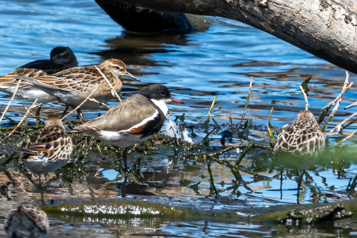 Red-kneed Dotterel - ML643330953