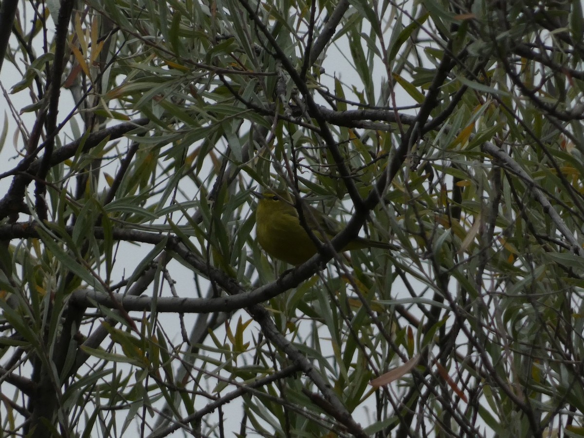 Orange-crowned Warbler - ML643330955