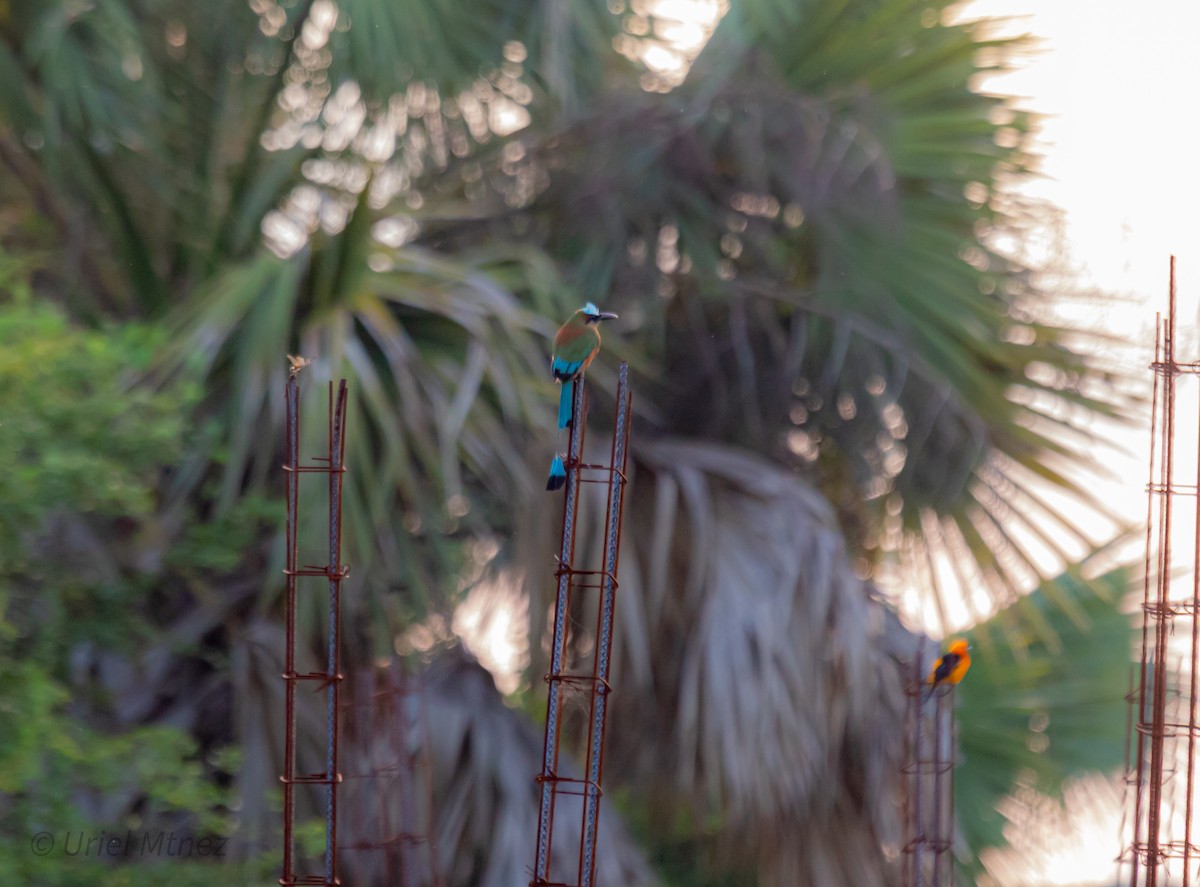 Turquoise-browed Motmot - ML643330959