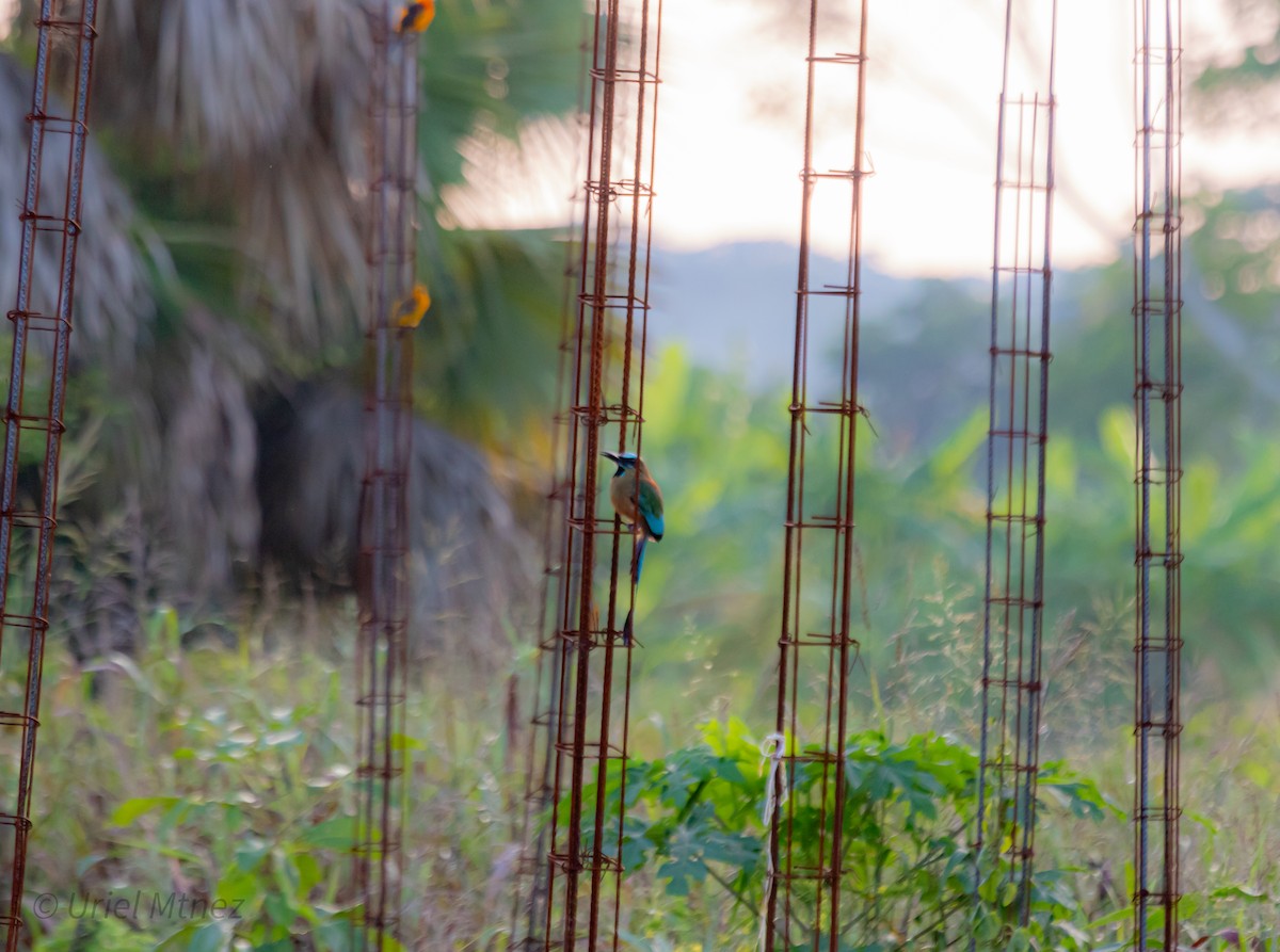 Turquoise-browed Motmot - ML643330960