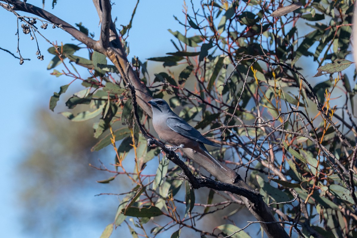 White-browed Woodswallow - ML643330964