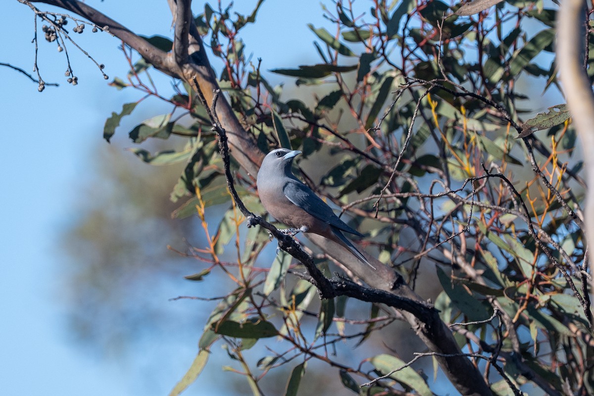 White-browed Woodswallow - ML643330965