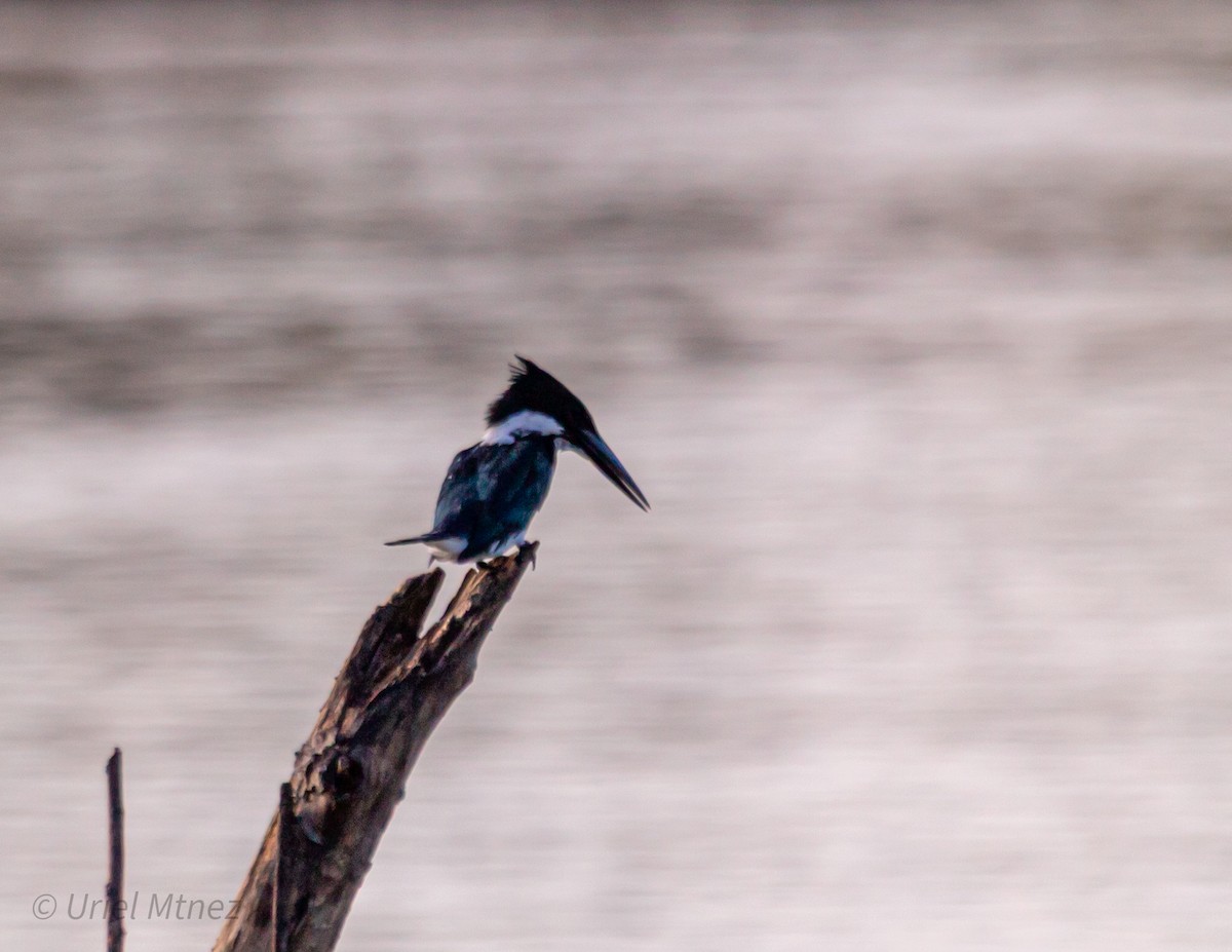 Amazon Kingfisher - ML643330966