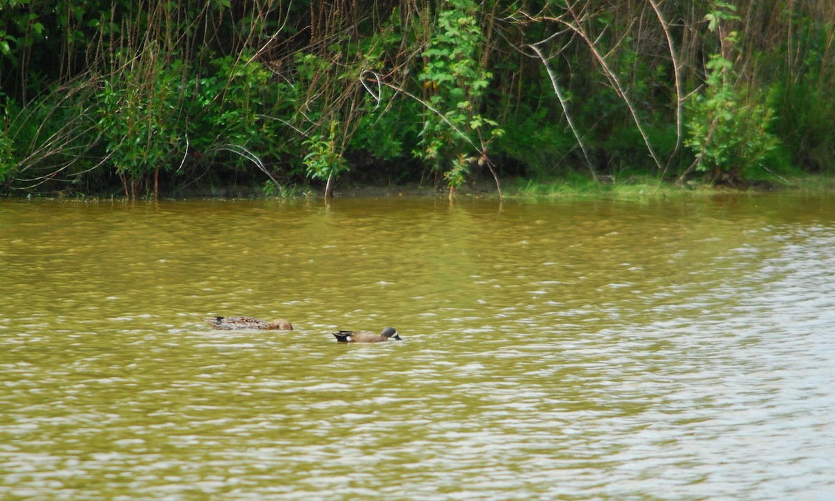 Blue-winged Teal - ML643330969
