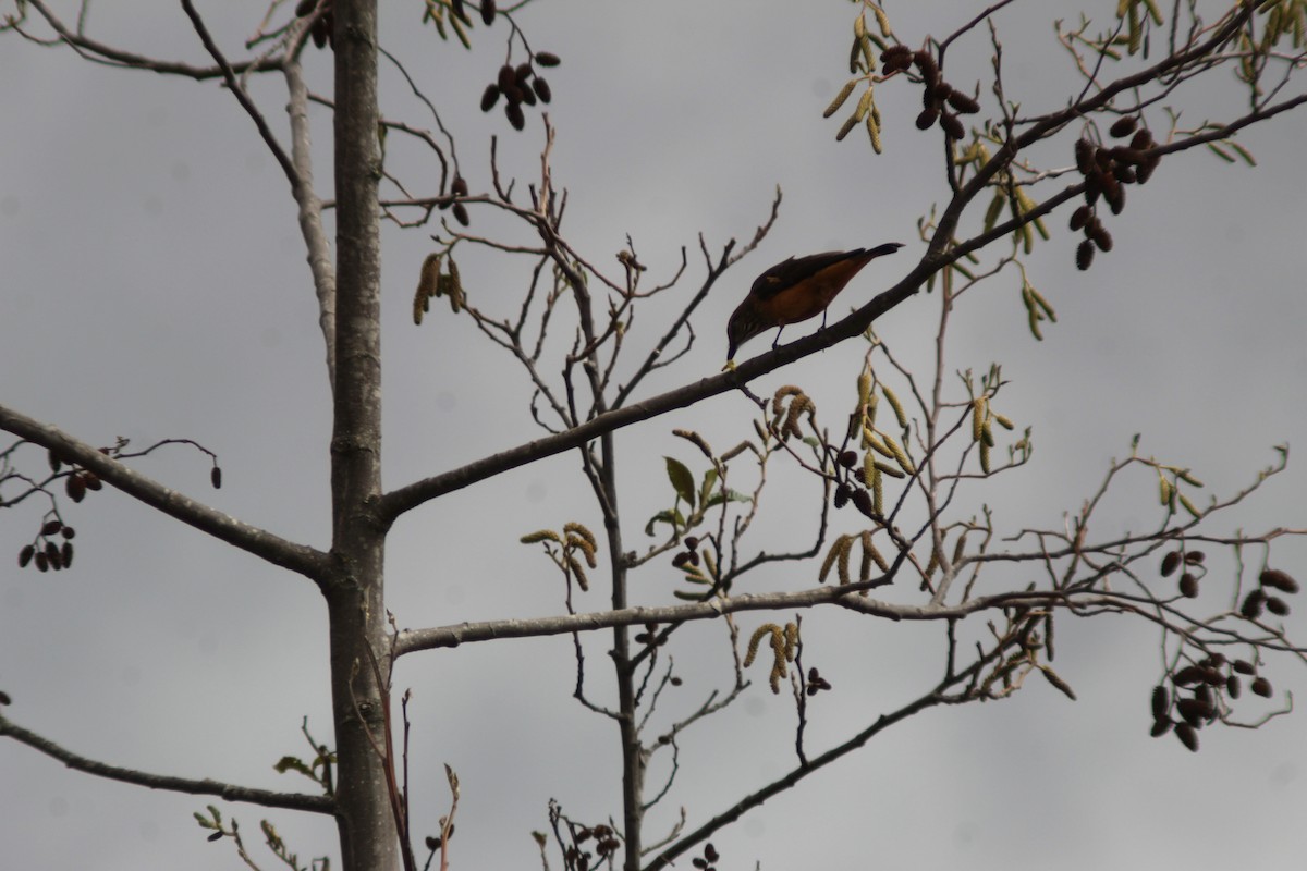Streak-throated Bush-Tyrant - ML643330971