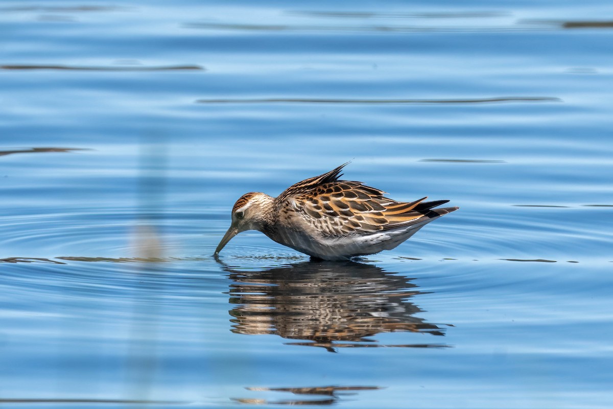 Sharp-tailed Sandpiper - ML643330972