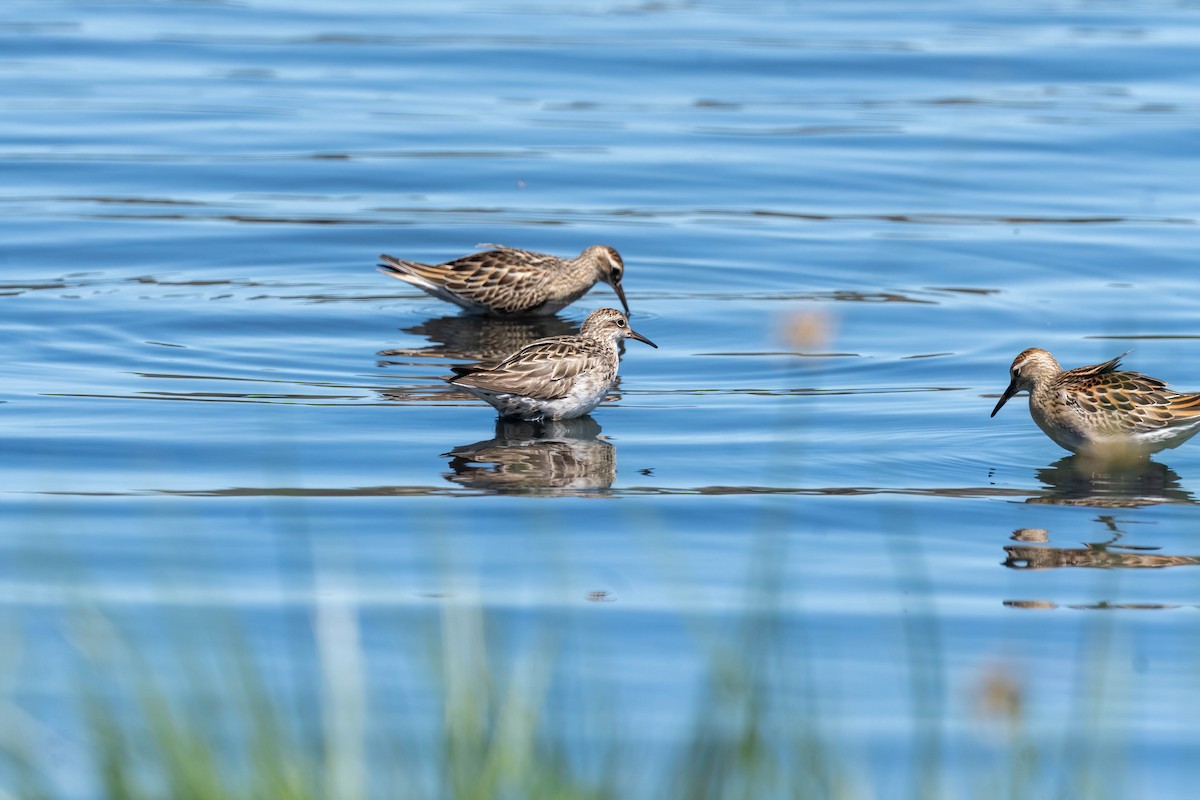 Sharp-tailed Sandpiper - ML643330973