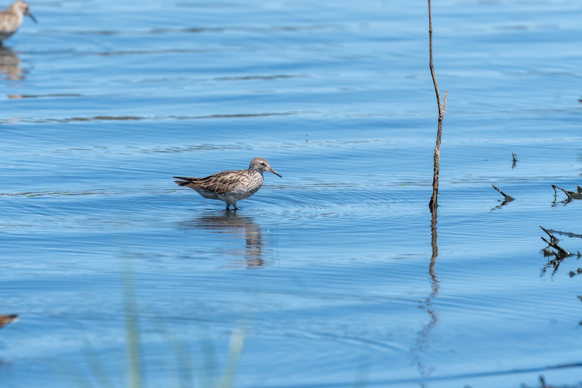 Sharp-tailed Sandpiper - ML643330974