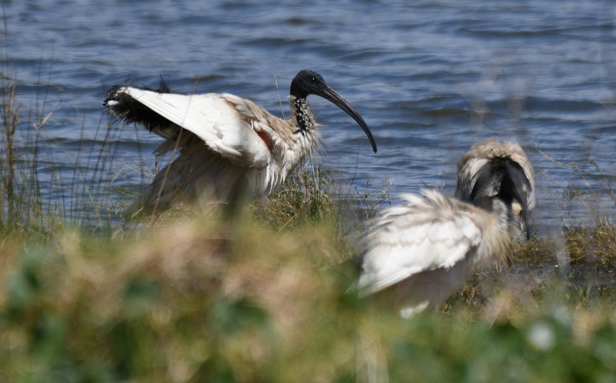 Australian Ibis - ML643330975