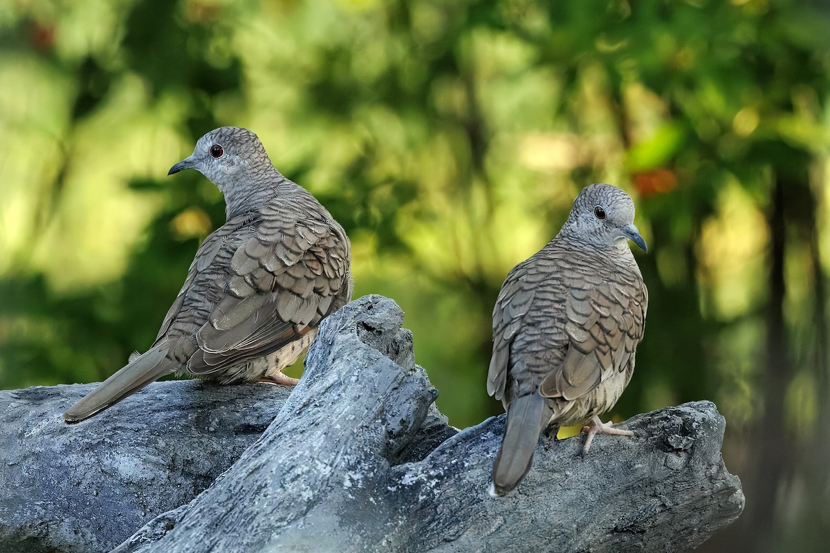 Inca Dove - ML643330976