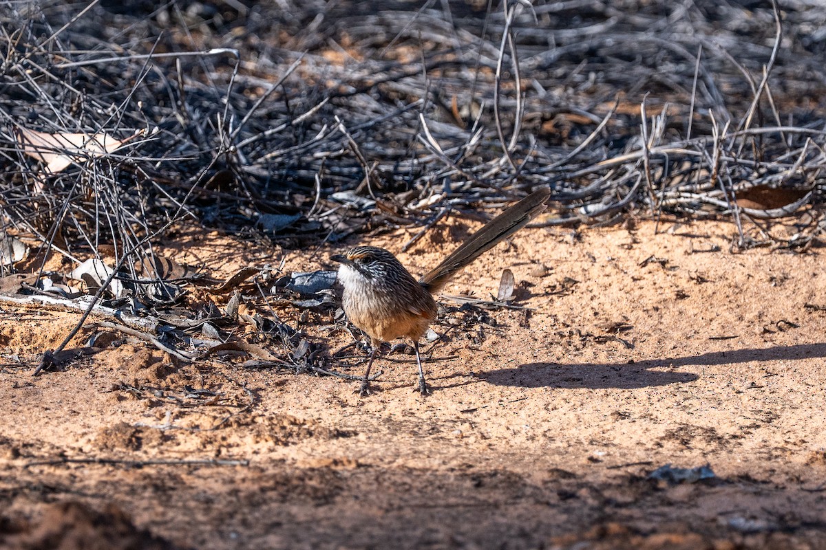 Striated Grasswren - ML643330977
