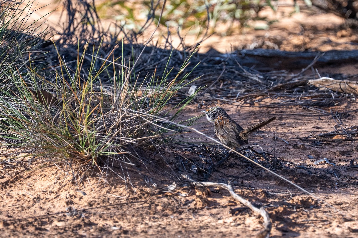 Striated Grasswren - ML643330978