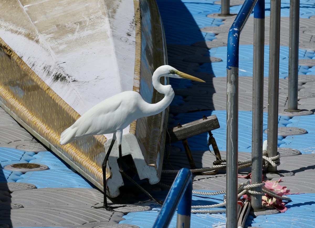 Great Egret - ML643330979