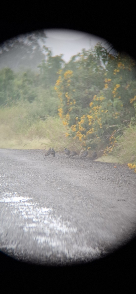 California Quail - ML643330981