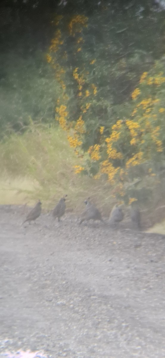 California Quail - ML643330982