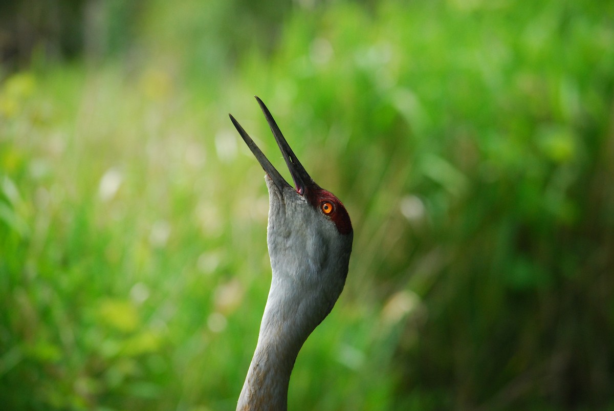 Sandhill Crane - ML643330983