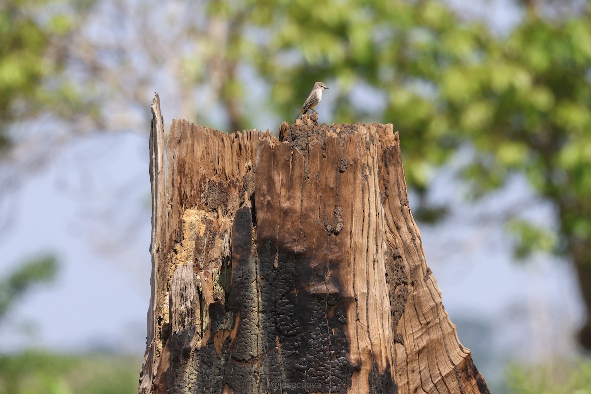 Vermilion Flycatcher - ML643330984