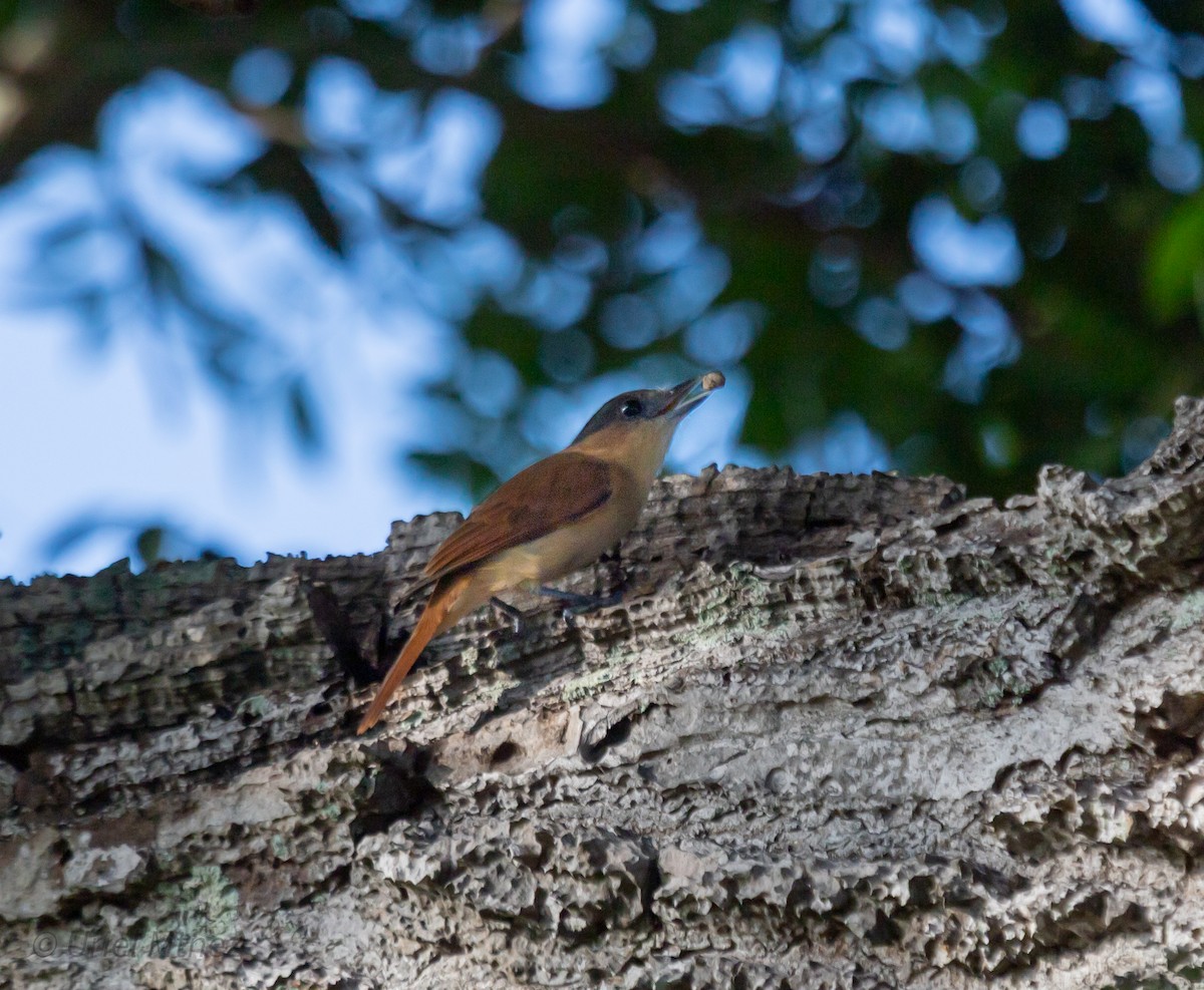 Rose-throated Becard - ML643330990