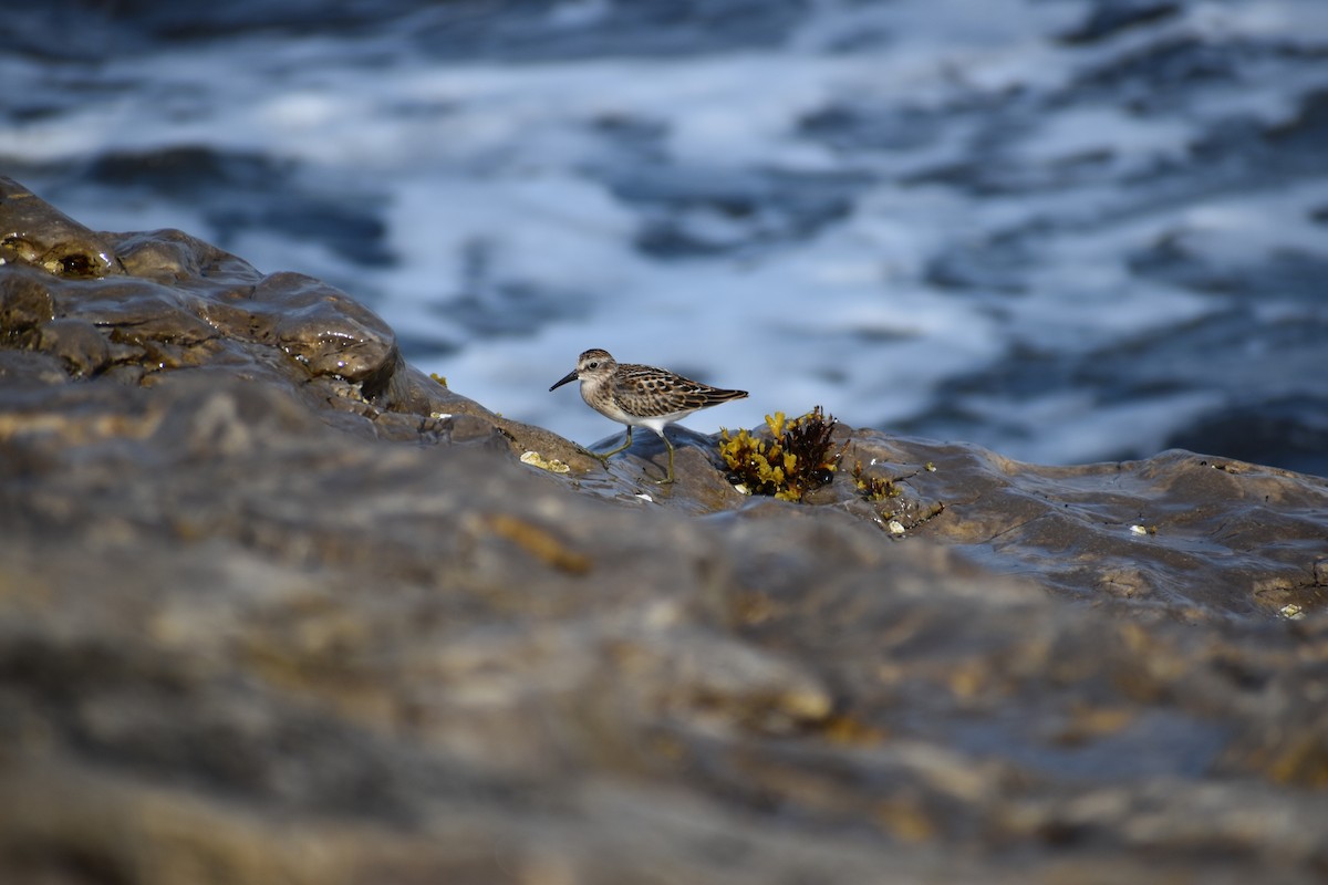 Least Sandpiper - ML643330991