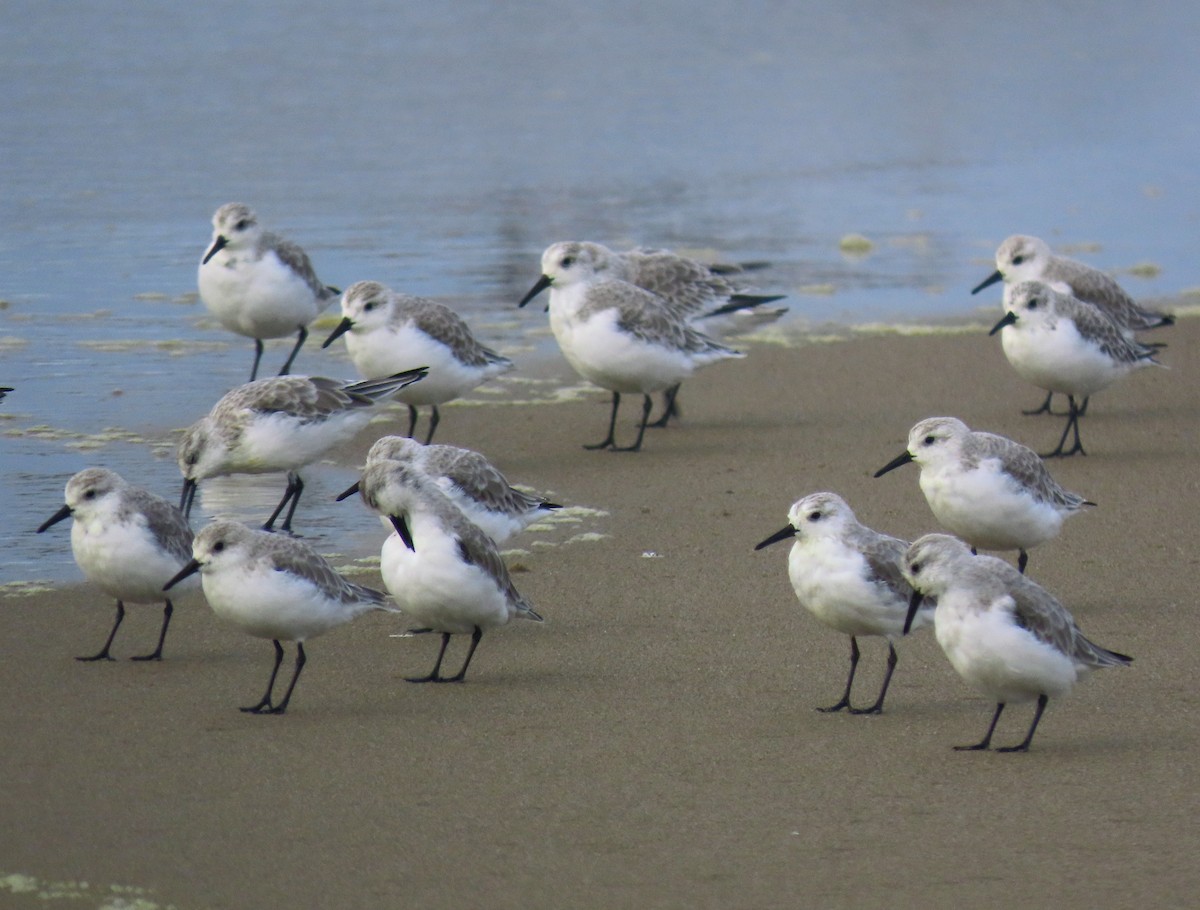 Sanderling - ML643330992