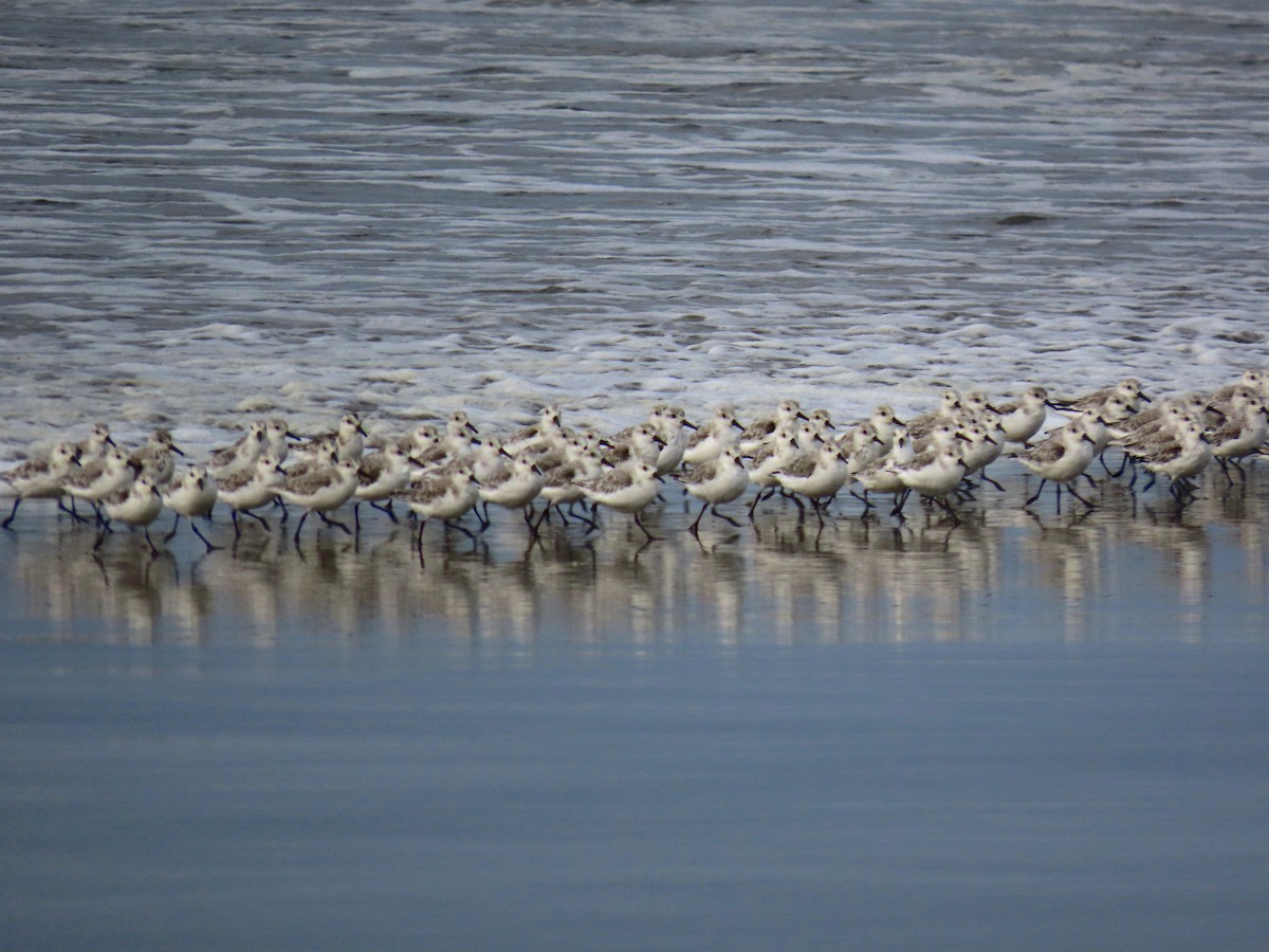 Sanderling - ML643330993