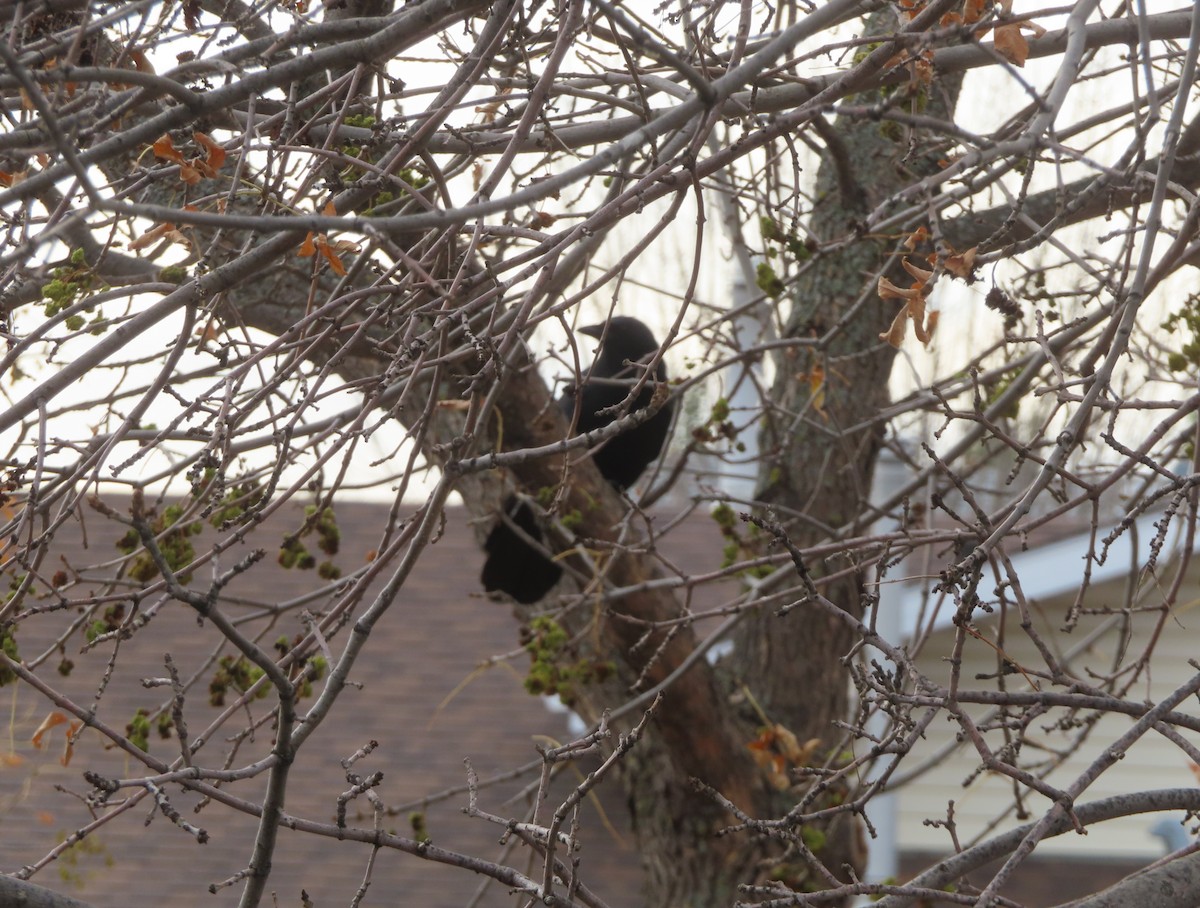 American Crow - ML643330994