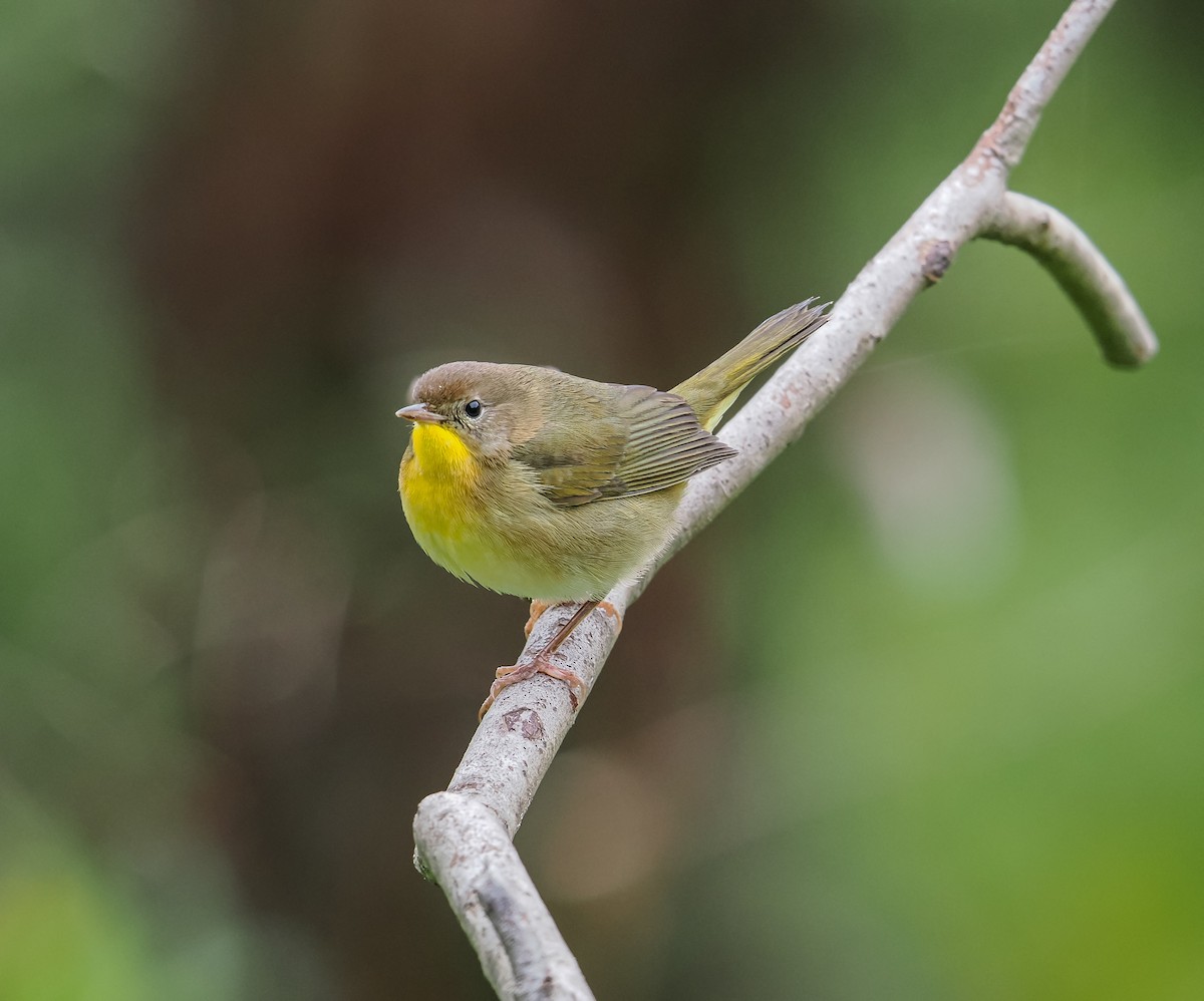 Common Yellowthroat - ML643330996