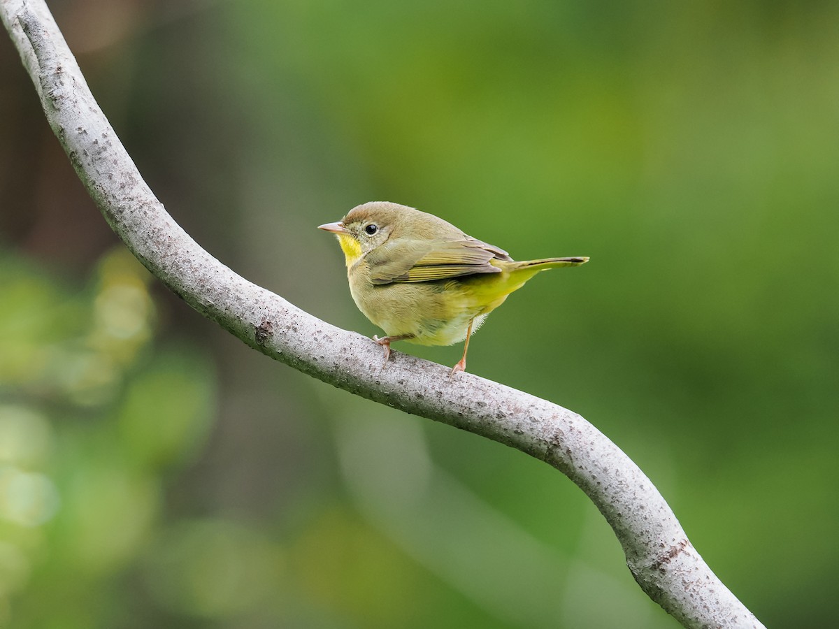 Common Yellowthroat - ML643330997