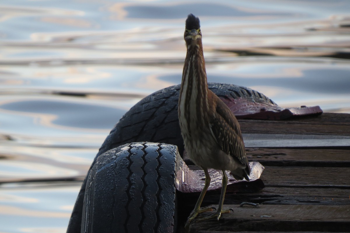 Green Heron - ML643330998