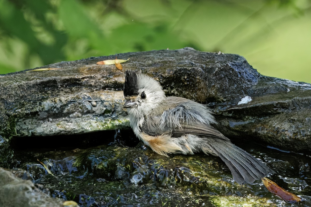 Black-crested Titmouse - ML643330999