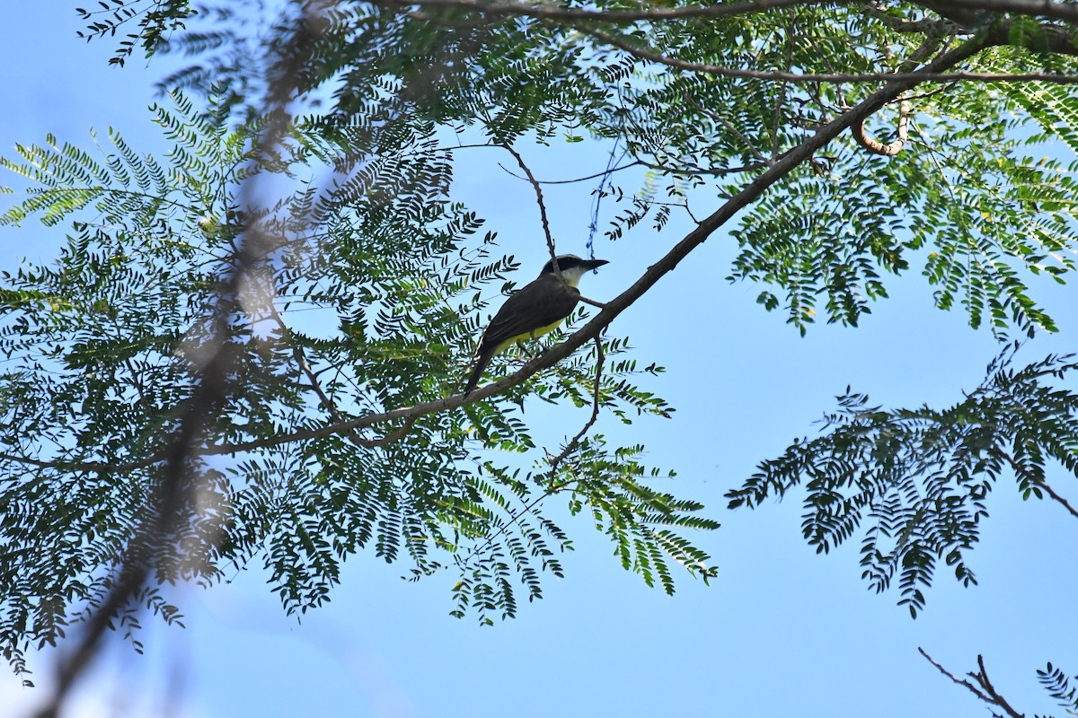 Boat-billed Flycatcher - ML643331015