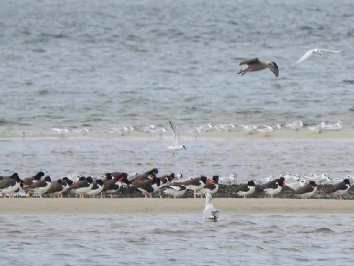 American Oystercatcher - ML643331023