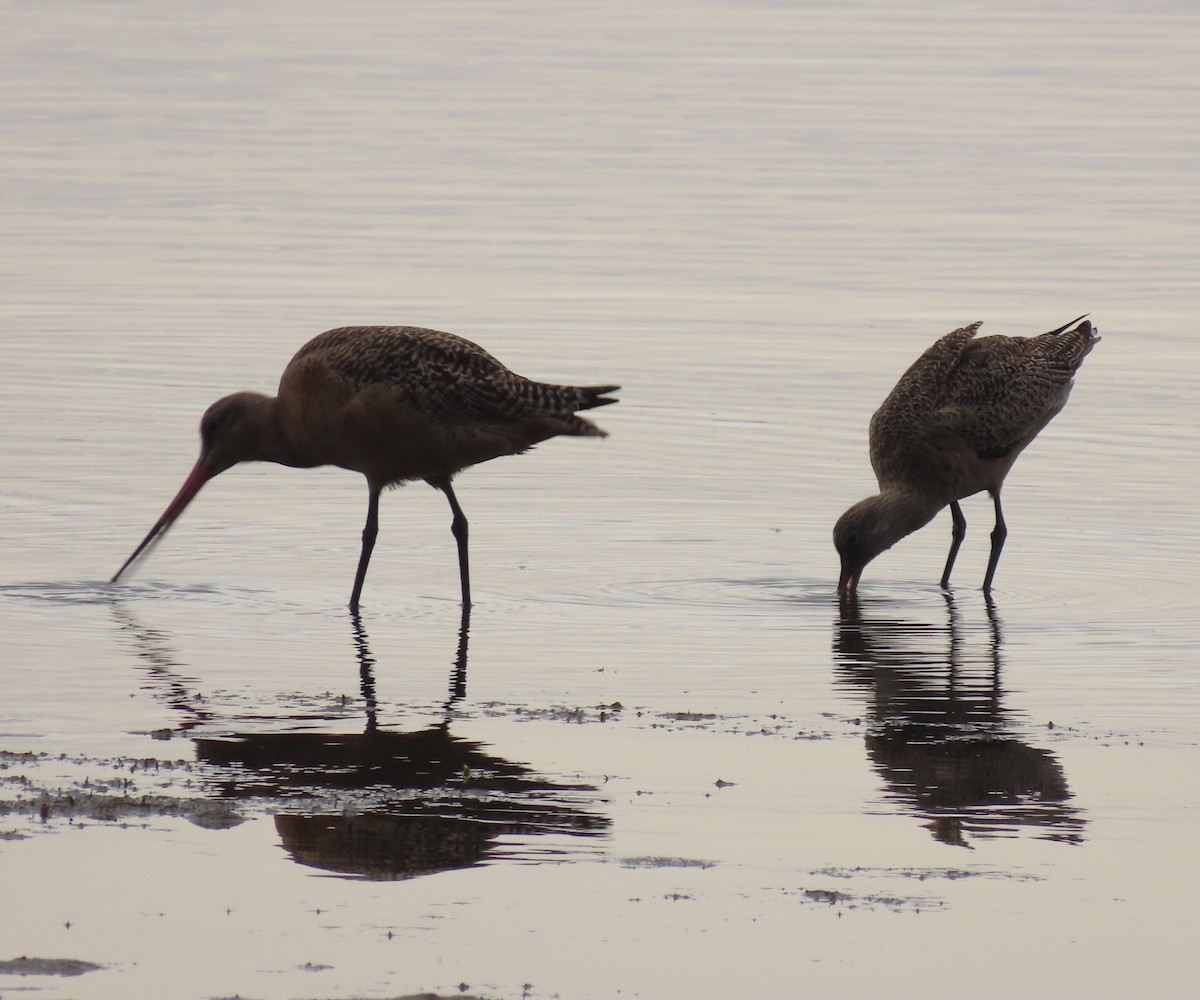 Marbled Godwit - ML643331045
