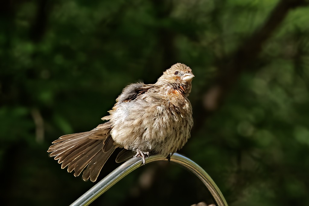House Finch - ML643331047
