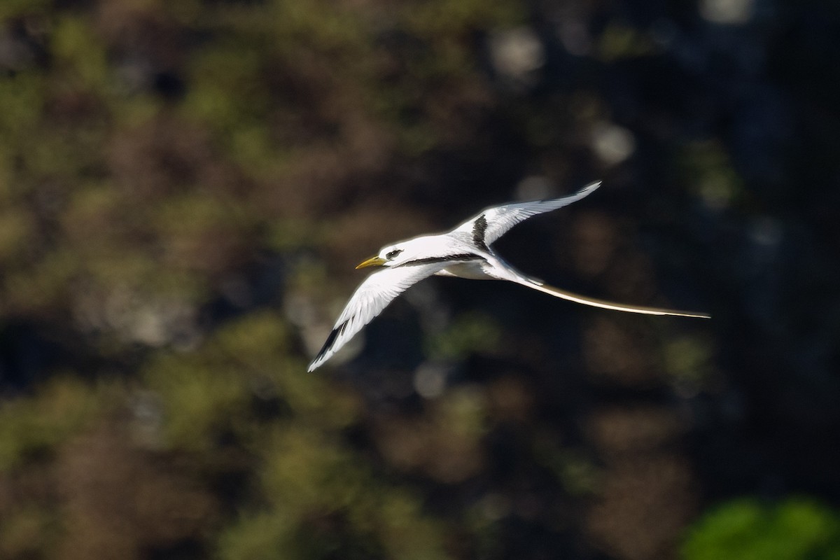 White-tailed Tropicbird - ML643331048