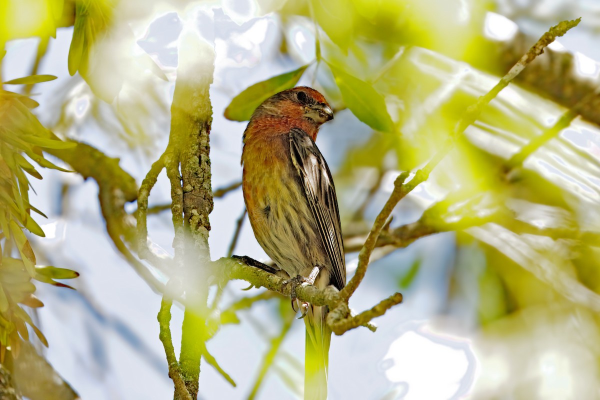 House Finch - ML643331050