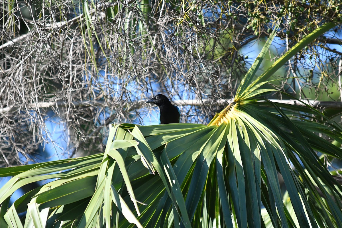 Yucatan Jay - ML643331068