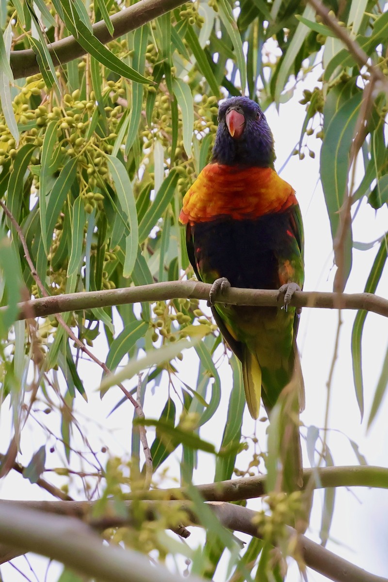 彩虹吸蜜鸚鵡 - ML643331072
