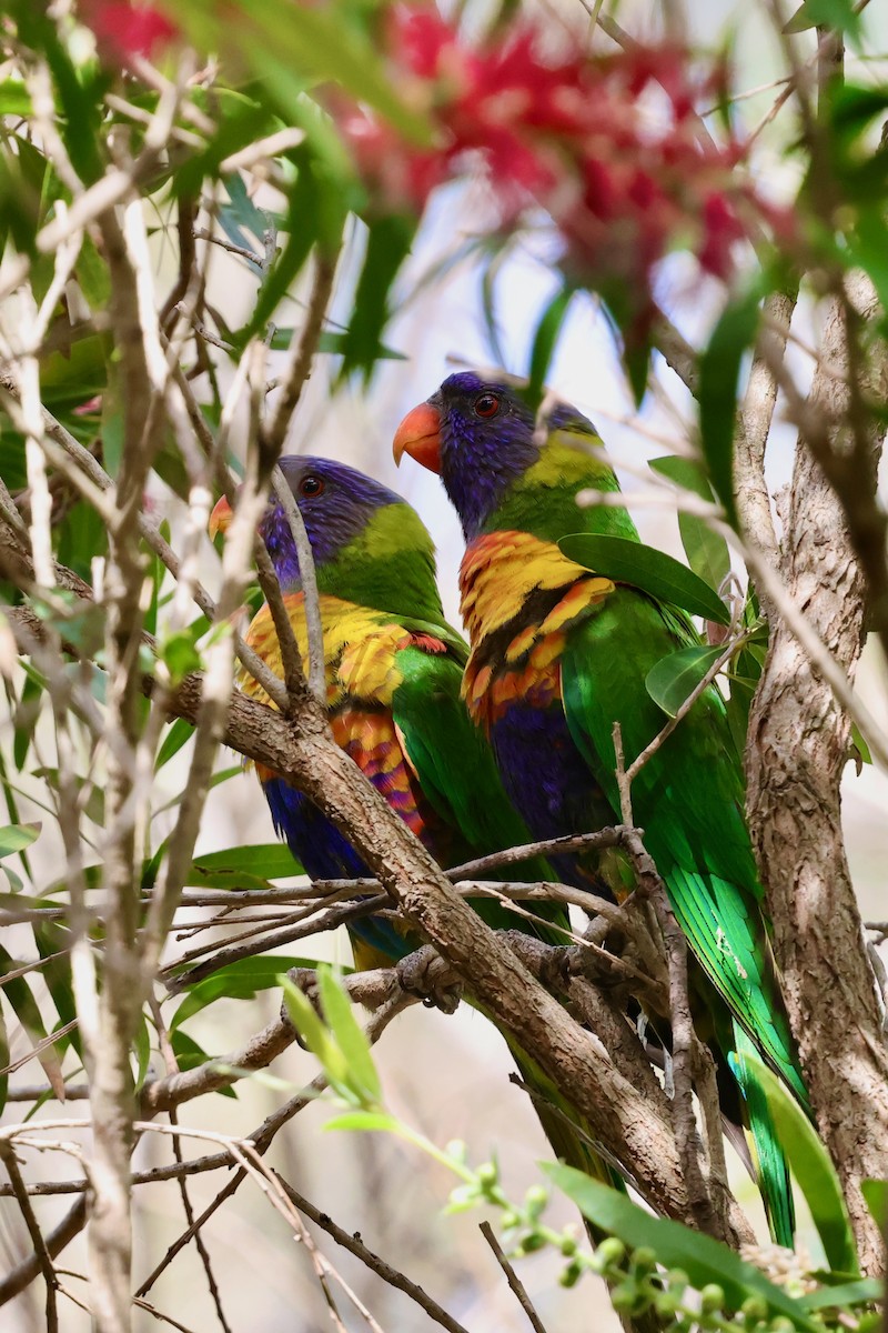 彩虹吸蜜鸚鵡 - ML643331073