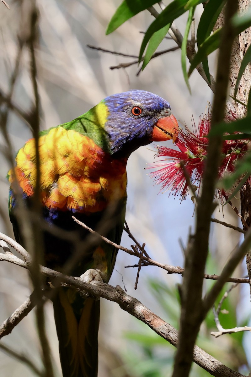 彩虹吸蜜鸚鵡 - ML643331075