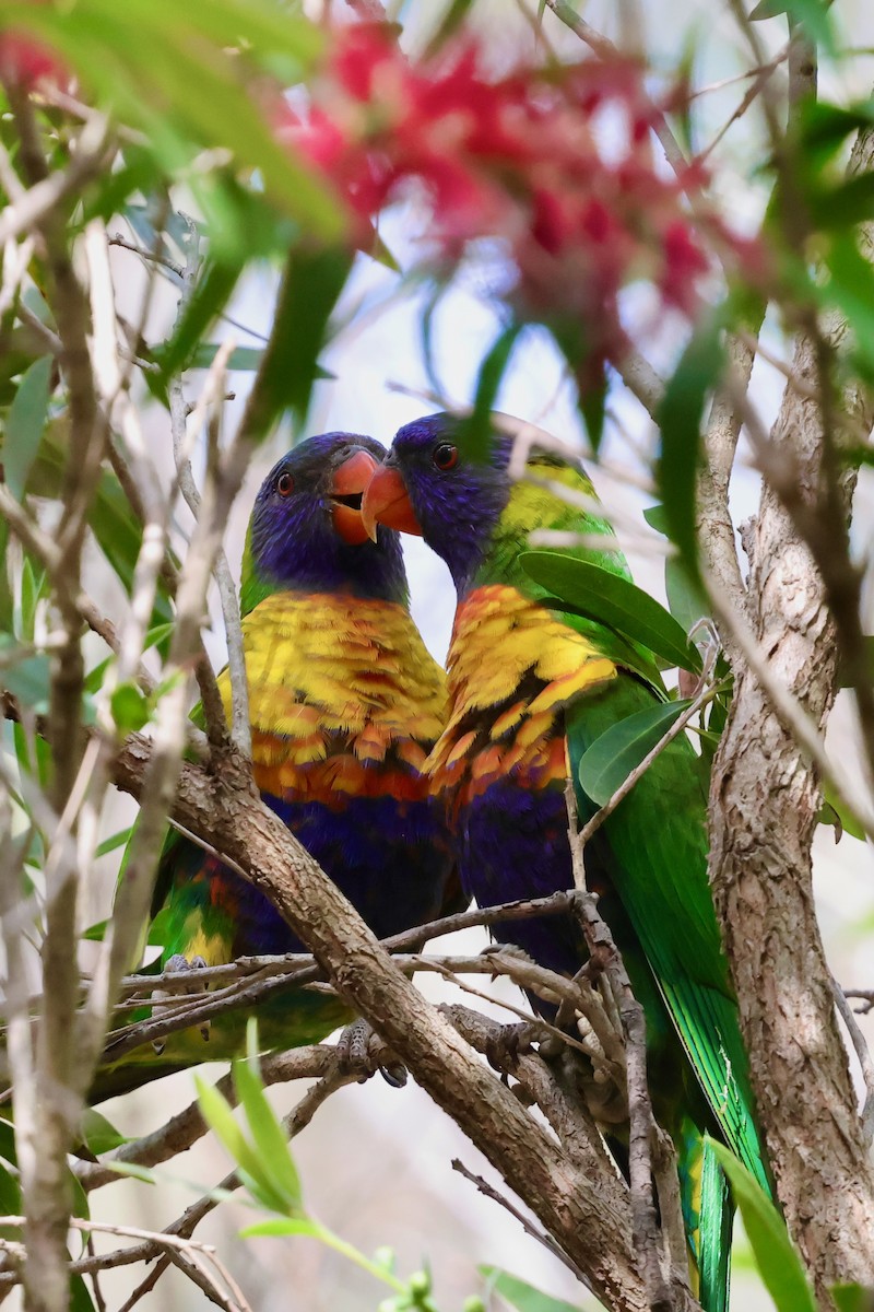 彩虹吸蜜鸚鵡 - ML643331076