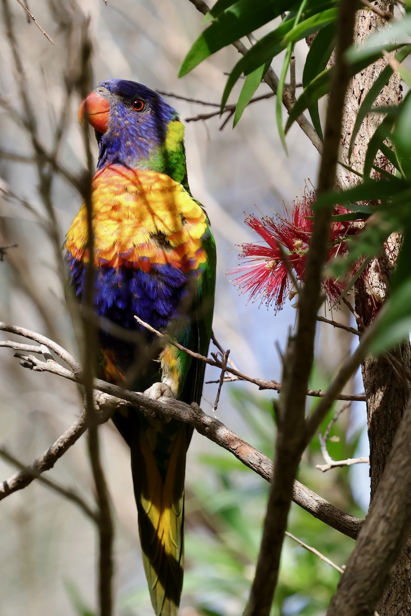 彩虹吸蜜鸚鵡 - ML643331077