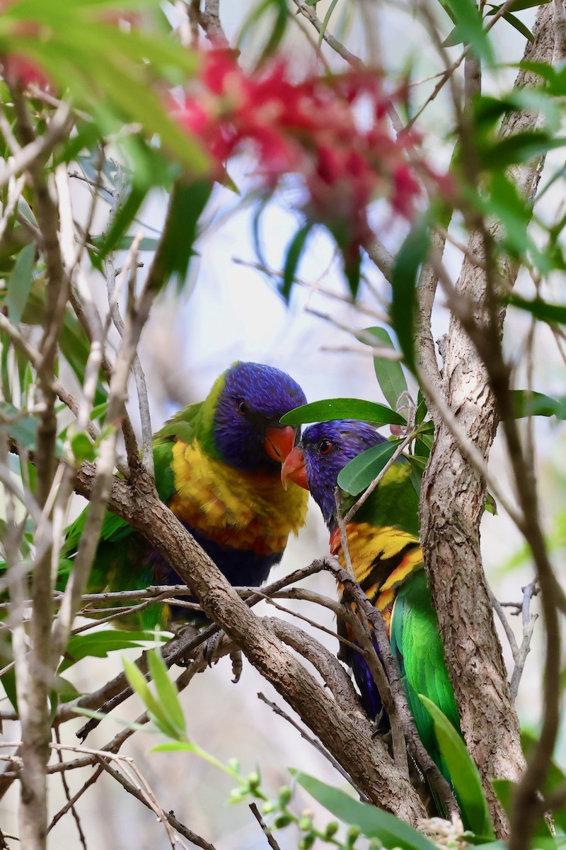 彩虹吸蜜鸚鵡 - ML643331078